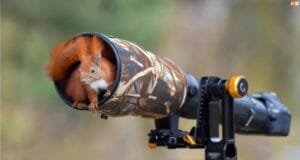 Rudawa wiewiórka z puszystym ogonem zagląda do wnętrza dużej osłony przeciwsłonecznej obiektywu fotograficznego z kamuflażem. Aparat na profesjonalnym statywie jest ustawiony w lesie