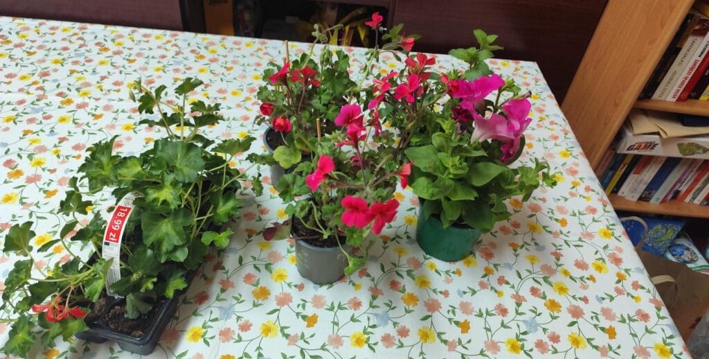 Kilka doniczek z młodymi, kwitnącymi kwiatami balkonowymi – pelargoniami o czerwonych i różowych kwiatach oraz petunią – ustawionych na stole przykrytym białą ceratą w drobny, kolorowy wzór kwiatowy. Na jednej z sadzonek widoczna jest biało-czerwona etykieta z ceną